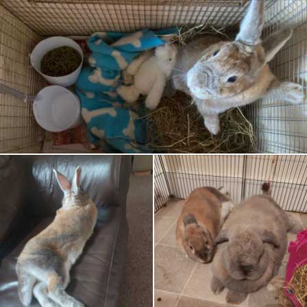 Bailey the bunny is safe and sound in the UK