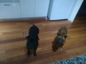 Captain and Ruby have Joined their Family in Sydney, Australia