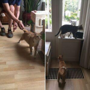 Siepie and Coco Have Joined Their Family in Zeist, Netherlands