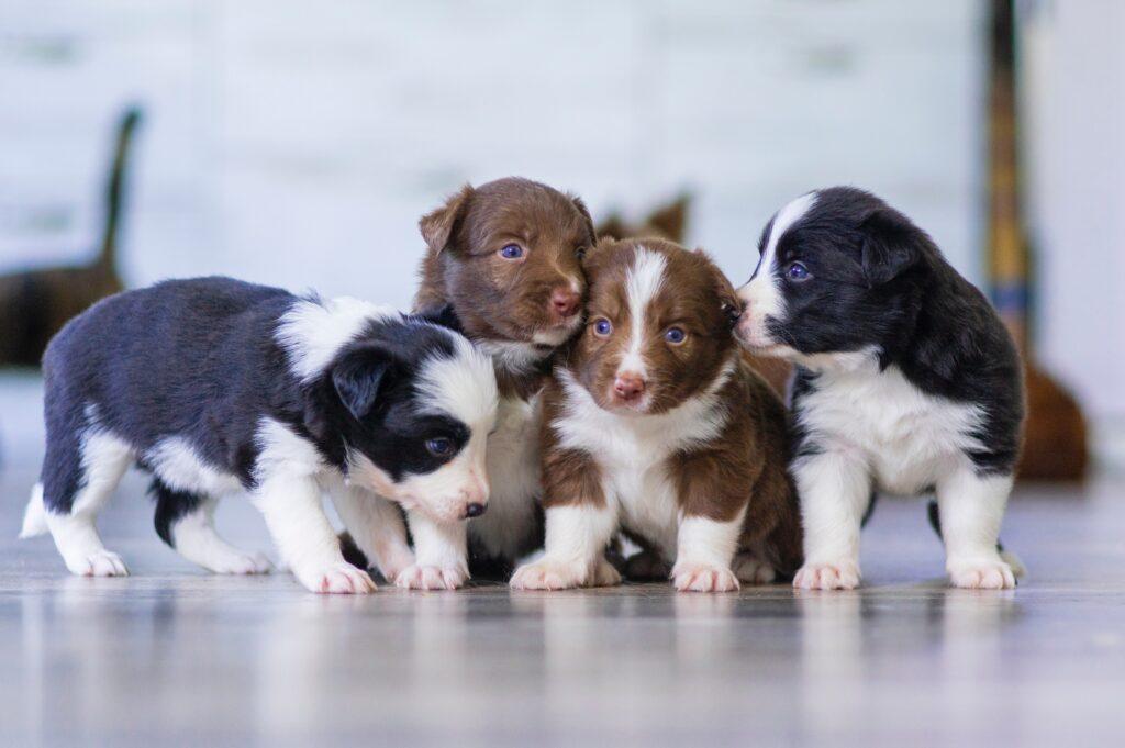 Puppy socialisation – what it is, why it is essential, and how to do it
