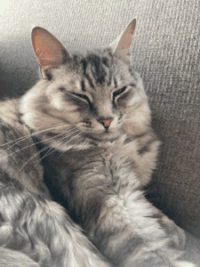 Chester and Xanadu Are Safe in the Netherlands