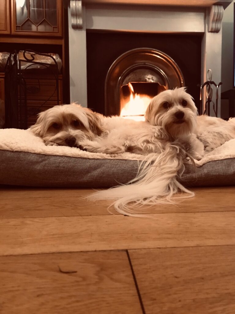 Brocko and Charlie Enjoying the Fireside in Their New Home in the UK Pet Transport Keringa Petwings Testimonial