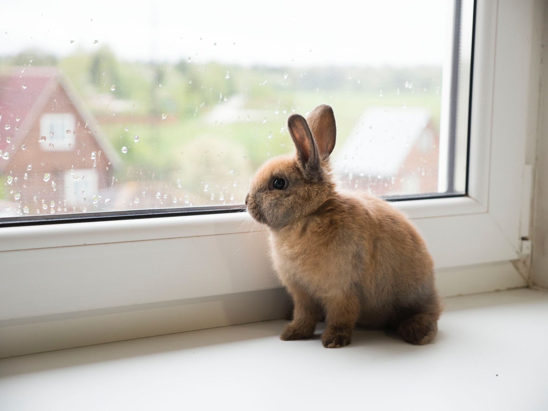 Rabbit Communication: Bunny Communication 101