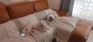 Scruffy and Mo Have Joined Their Family in Kuala Lumpur Keringa-Petwings Pet Transport Testimonials