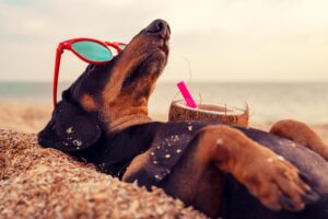 The heat is on in SA …. Tips to keep your pets safe