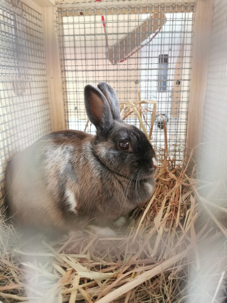 Shadow the Bun is Safe and Sound in Frankfurt, Germany