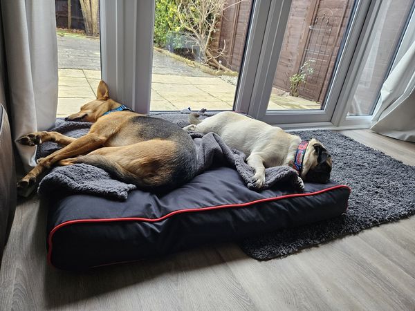 Juice and Luna Have Joined Their Family in the UK