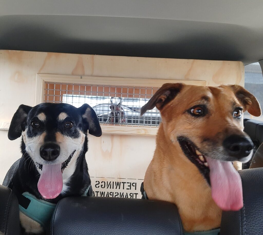 Sasha and Molly Have Arrived Safely in Australia 🐶❤️🇦🇺