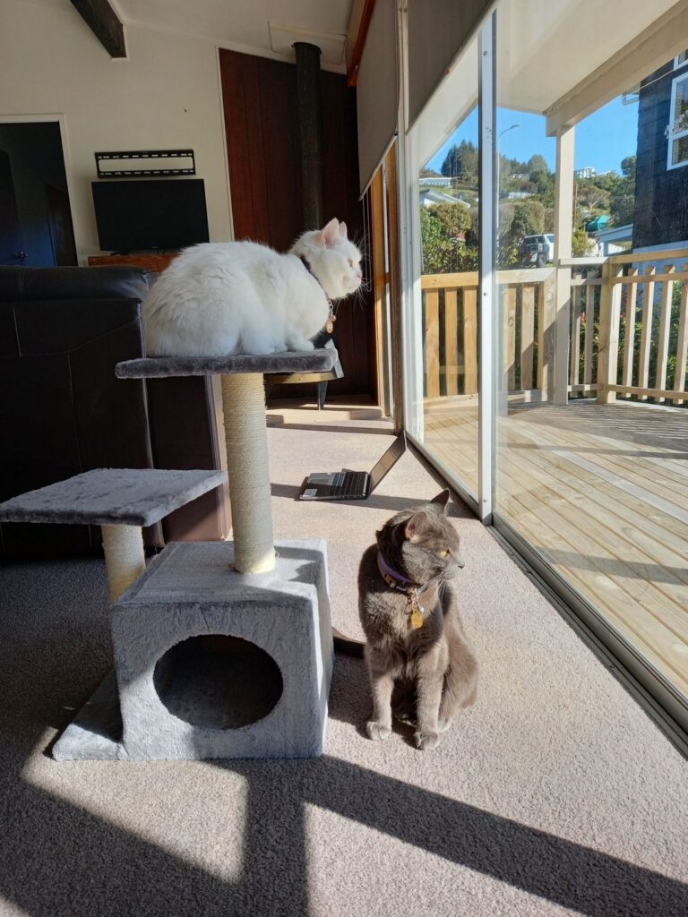 Angus and Annabelle Have Joined Their Family in New Zealand 🐈❤️🇳🇿