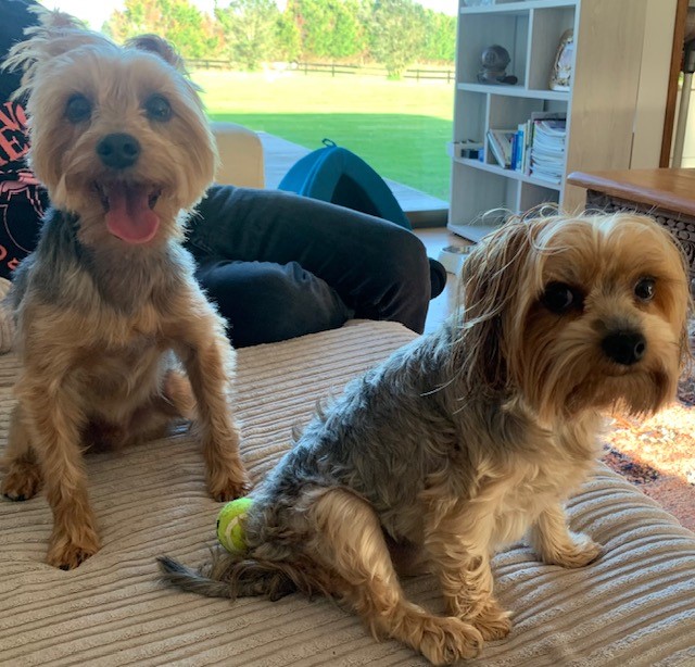 Brody and Bella Have Joined Their Family in New Zealand 🐕❤️🇳🇿