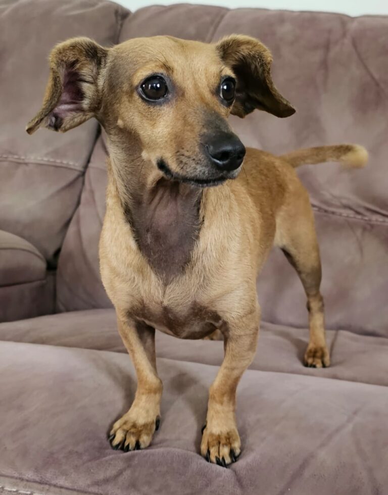 Cassie Has Arrived Safe and Sound in New Zealand 🐕❤️🇳🇿