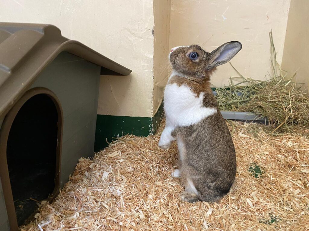 Jupiter the Bunny Has Arrived Safely in the UK