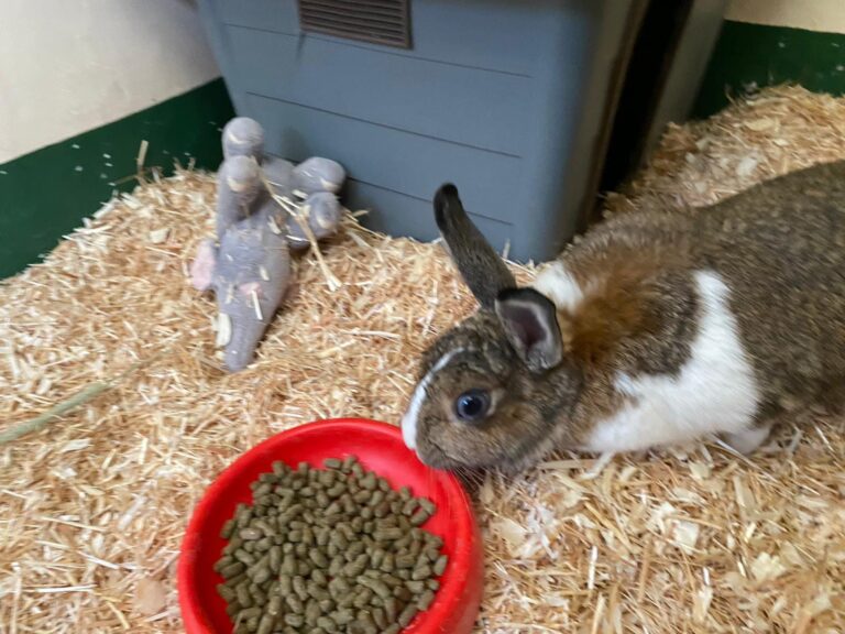 Jupiter the Bunny Has Arrived Safely in the UK
