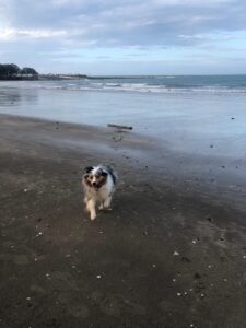 Olive Enjoying Her First Walk on the Beach in New Zealand 🐶❤️🇳🇿