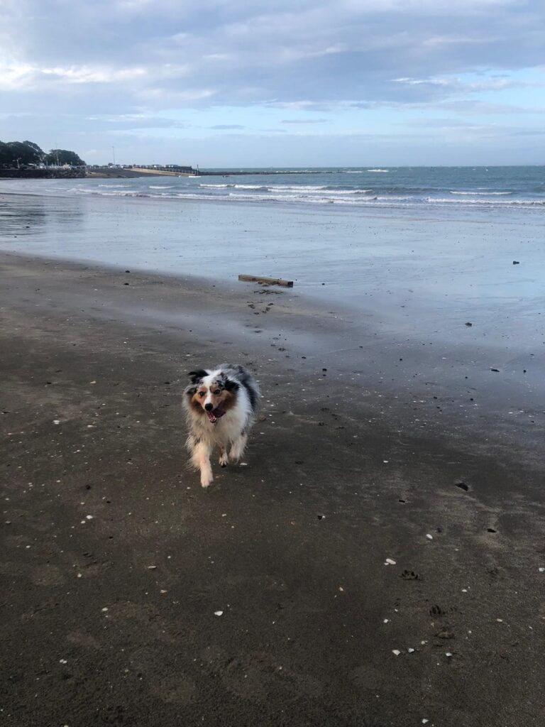 Olive Enjoying Her First Walk on the Beach in New Zealand 🐶❤️🇳🇿