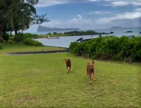 Purdey and Max Have Landed in Mauritius