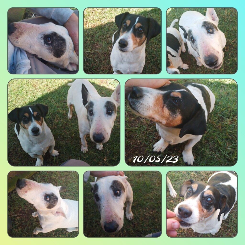 Ben and Patches at Keringa-Petwings Before They Flew to Australia to Join Their Family