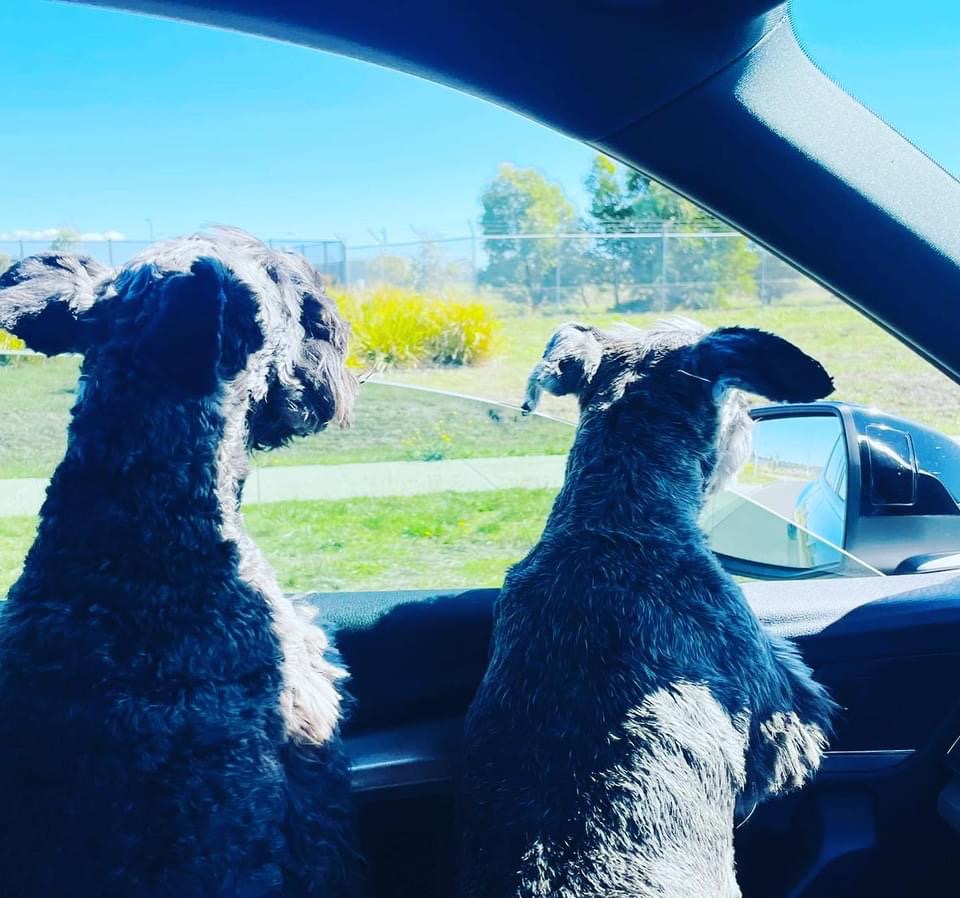 Ben and Rose Have Arrived in Australia 🐶❤️🇦🇺