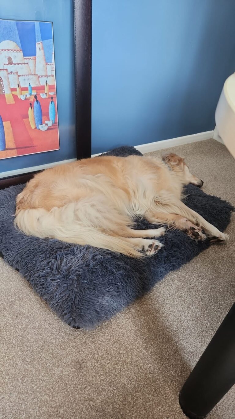 Maya and Maddie – Relaxing in Their New Home in the UK 🐕❤️🇬🇧