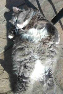 Rocky is Safe and Sound in the UK 🐈❤️🇬🇧