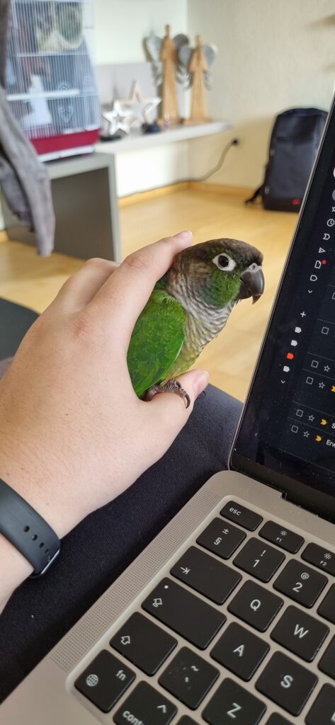 Charlie, the Green Cheeked Conure, Has Arrived Safely in Frankfurt, Germany ❤️🦜🇩🇪