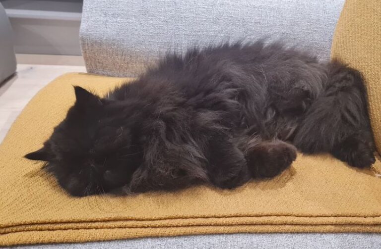 Liquorice is Safe and Sound in Cape Town ❤️🐈🇿🇦