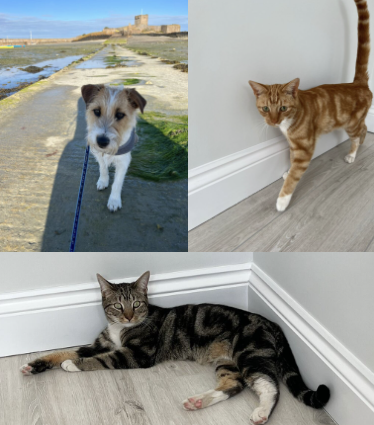 Crumbles, Smokey, and Chase are Safe and Sound in the UK 🐈🇬🇧🐕