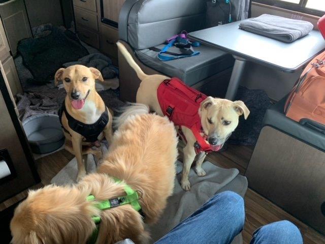 Stephanie, Snoopy, Riley and Luke Have Arrived Safely in Atlanta, USA 🐶❤️🇺🇸