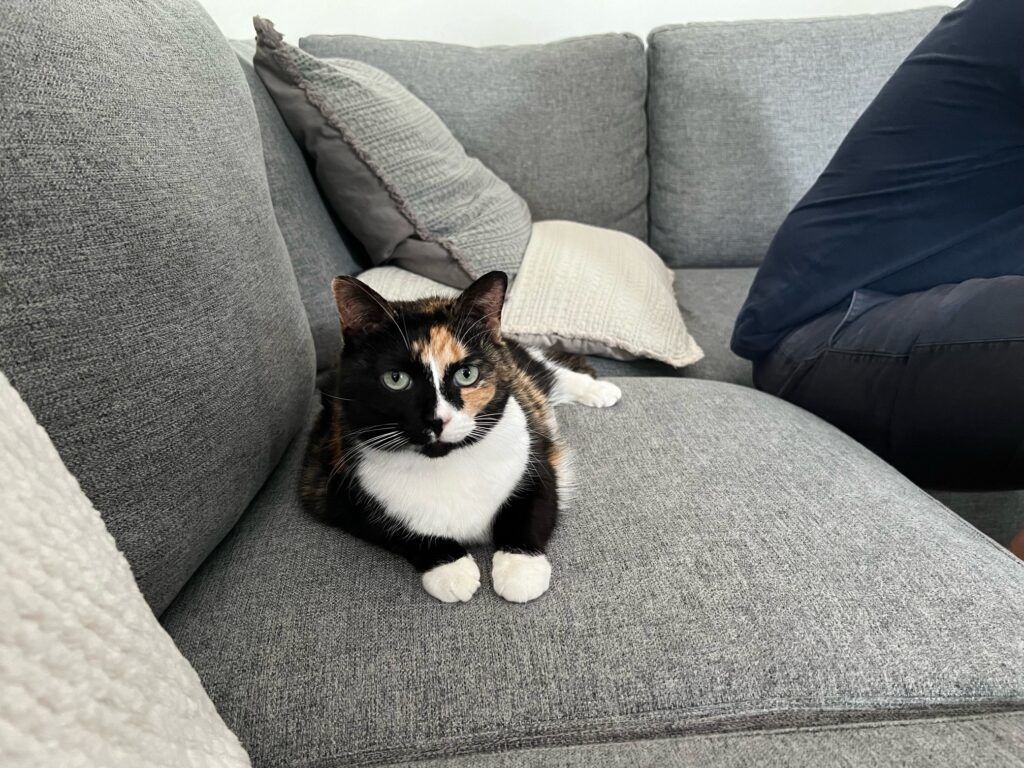 Sassy Has Joined Her Family in Australia 🇦🇺🐈❤️