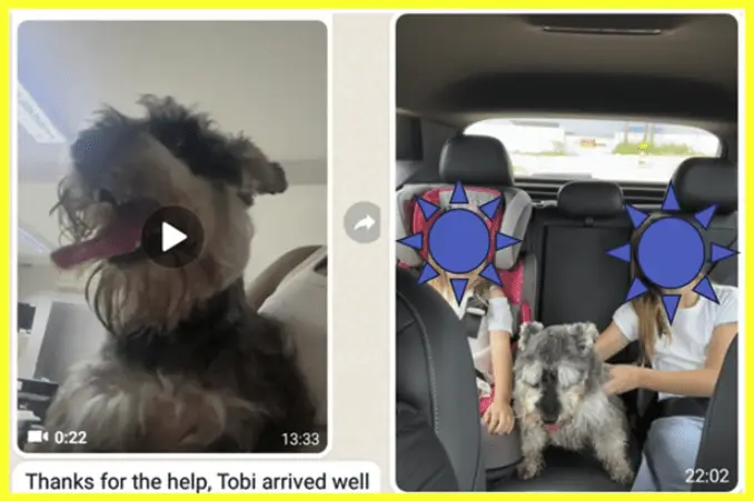 Tobi Has Arrived Safely In Brazil 🐕❤️🇧🇷