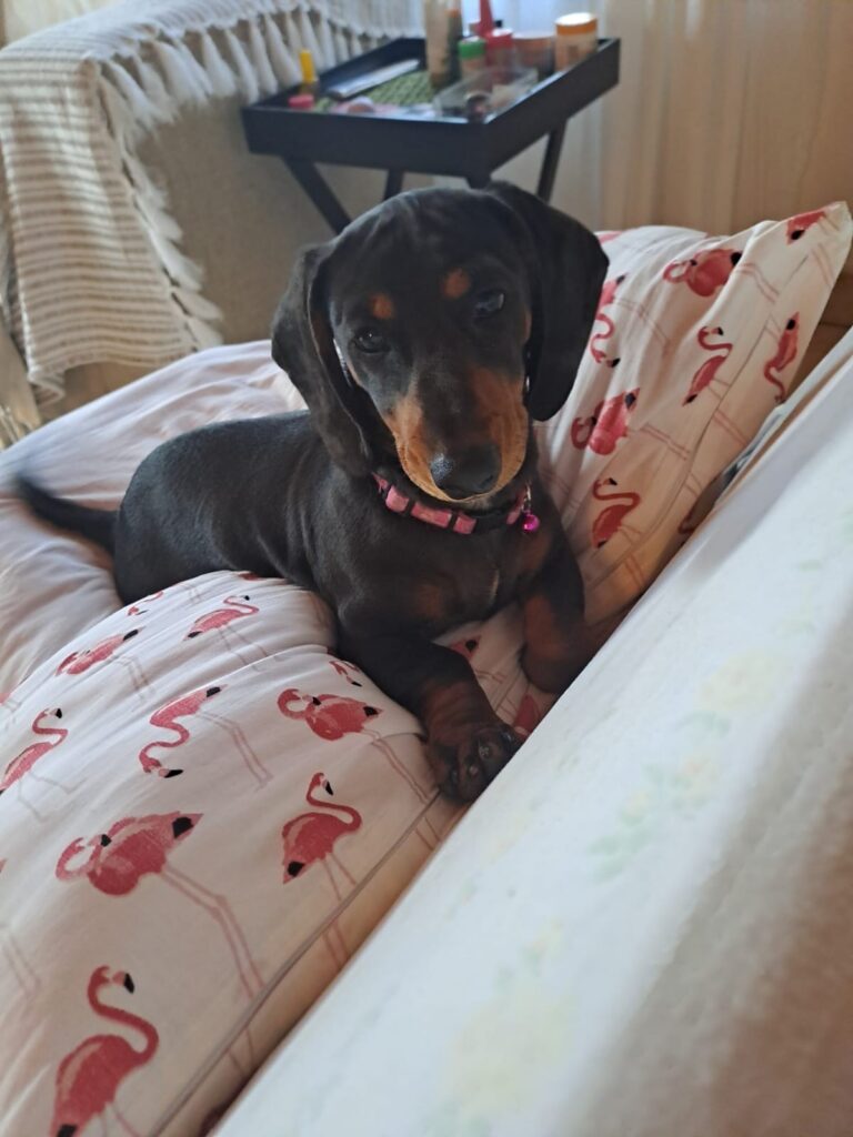 Petwheels: Sasolburg to Edenvale - Dachsie Babies, Roxi and Lexi, Are Safe and Sound ❤️🐶🐶🚐