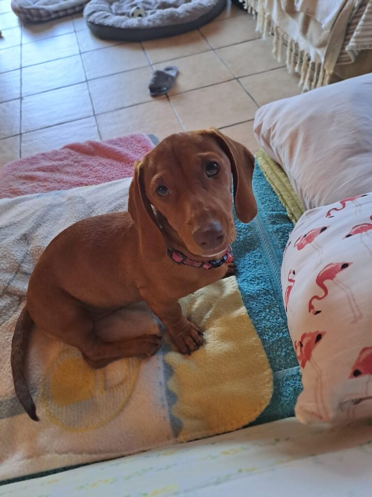 Petwheels: Sasolburg to Edenvale - Dachsie Babies, Roxi and Lexi, Are Safe and Sound ❤️🐶🐶🚐