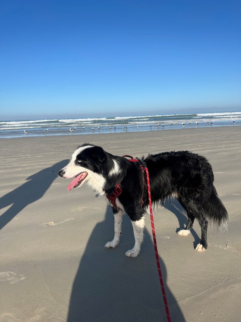 Jet Has Joined His Family in Cape Town and is Loving the Beach 🏖️🐕