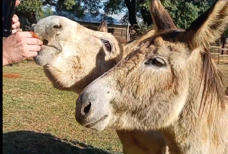 Our Rescue Donkeys, Skippy and Dude, Love Molasses Mondays