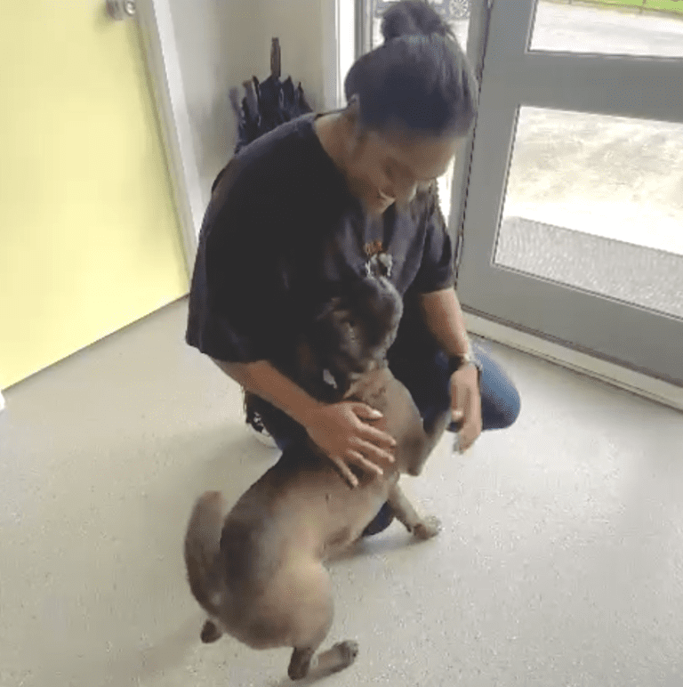 Skylar is Safe and Sound in New Zealand Keringa-Petwings Pet Transport Testimonials 1