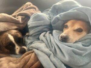 Australian Pet Quarantine Done – Lady and Whiskey Are Home Keringa-Petwings Pet Transport Articles 1