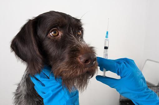 Chocolate Lab Vaccinations | Pet Transport | Keringa-Petwings