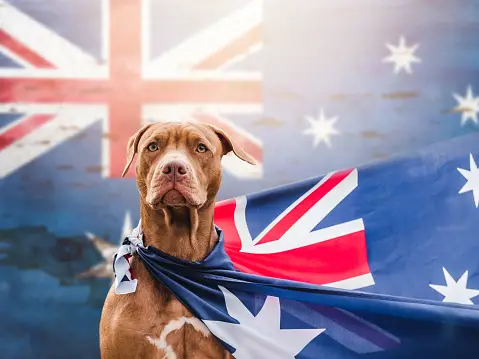 Moving to Australia with Pets Your Questions Answered Part 3 | Our Services | Keringa-Petwings
