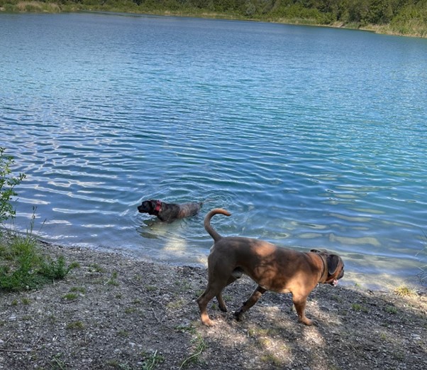 Ashba and Zarnee are Loving Their New Home in Germany 🐕❤️🇩🇪