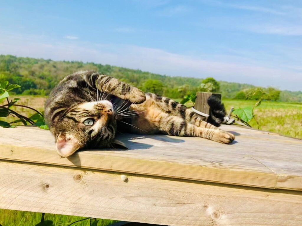 Heidi, Mufasa, Simba, and Vaatjie Have Joined Their Family in the UK 🐈❤️🇬🇧