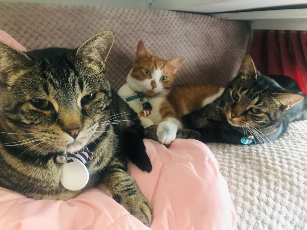 Heidi, Mufasa, Simba, and Vaatjie Have Joined Their Family in the UK 🐈❤️🇬🇧