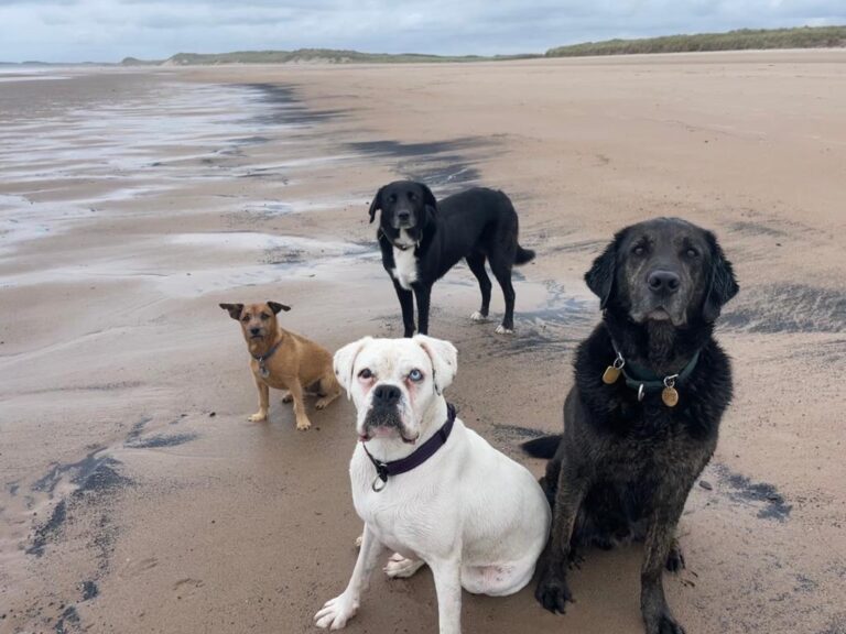 Little Max, Who Has Arrived Safely in Scotland, Sent This Letter and Photos 🏴󠁧󠁢󠁳󠁣󠁴󠁿🐶❤️