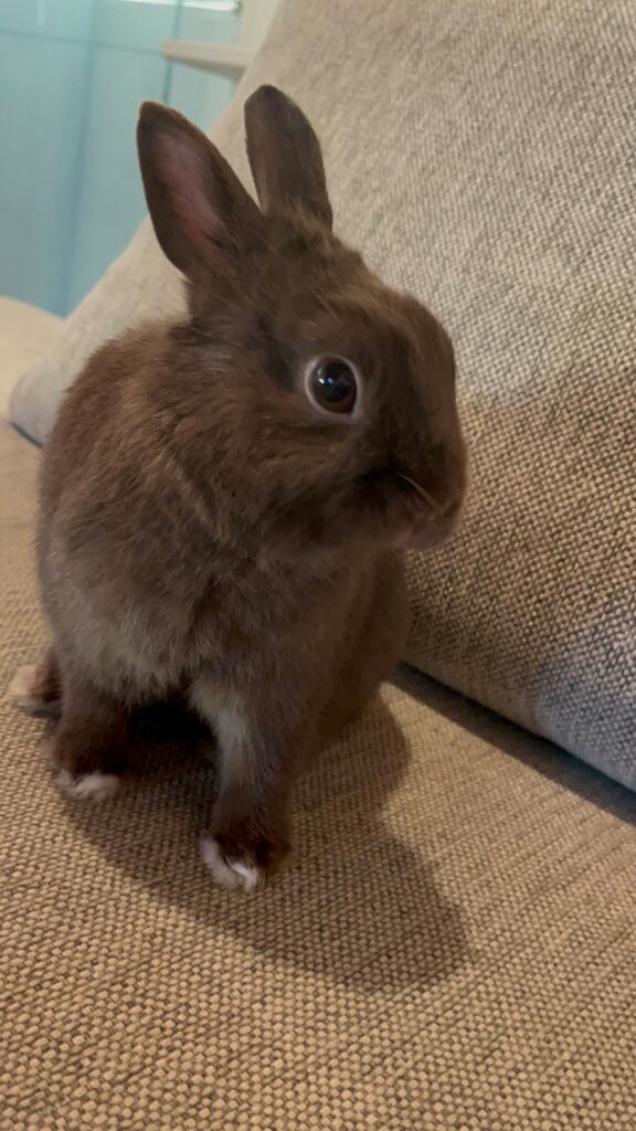 Milo The Bun Has Joined His Family in Sweden Keringa-Petwings Pet Transport Testimonials 2