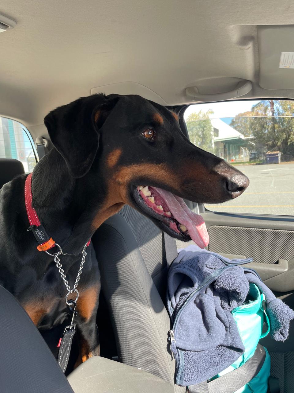 Odin is Home – His Australian Post-Entry Quarantine (PEQ) is Done and He's Back with His Family Keringa-Petwings Pet Transport Testimonials 1