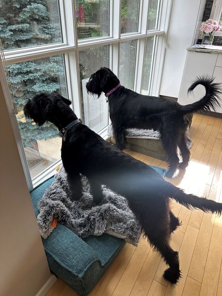 Pixie and Voodoo Have Joined Their Family in Canada Keringa-Petwings Pet Transport Testimonials 1