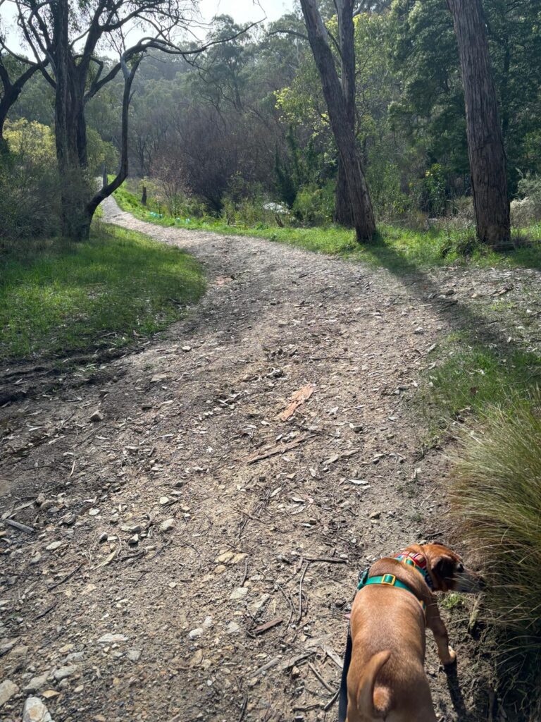 Reddy Has Completed His Quarantine in Australia Keringa-Petwings Pet Transport Testimonials 4