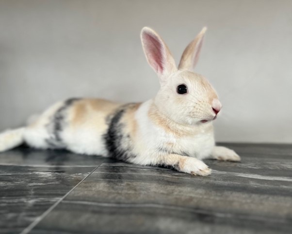 Rupert The Rabbit Has Joined His Family in Portugal Keringa-Petwings Pet Transport Testimonials 1