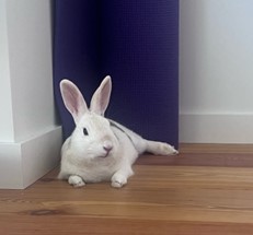 Rupert The Rabbit Has Joined His Family in Portugal Keringa-Petwings Pet Transport Testimonials 2