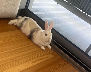 Rupert The Rabbit Has Joined His Family in Portugal Keringa-Petwings Pet Transport Testimonials 3