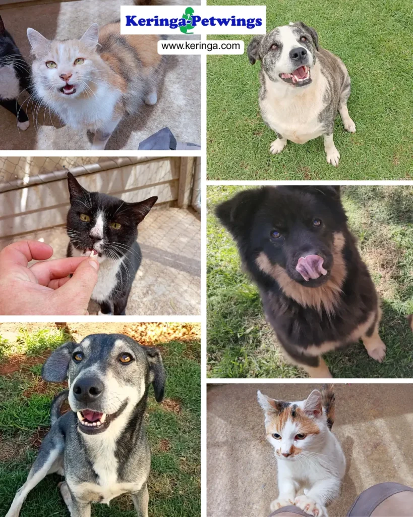 Phenomenal Pet Care: A Client's Gratitude 💕 1 Phenomenal Pet Care A Client's Gratitude Keringa-Petwings Client Reviews Featured Image